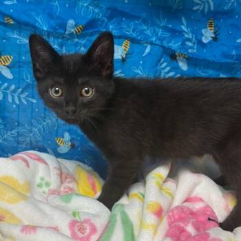 Tommy -  American Shorthair Cat for Adoption in Greenfield, Indiana - Tommy | PetCurious