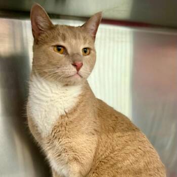 Dexter -  Domestic Short Hair Cat for Adoption in Gastonia, North Carolina - Dexter | PetCurious