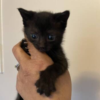 Domestic Short Hair Cats Available for Adoption in Bel Air, Maryland - Alexis | PetCurious