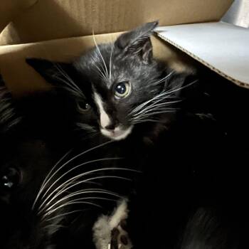 Jayce -  Domestic Short Hair Cat for Adoption in Pasadena, California - Jayce | PetCurious