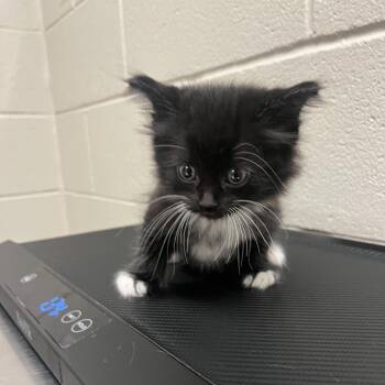Dodger -  Domestic Medium Hair Cat for Adoption in Bristol, Indiana - Dodger | PetCurious