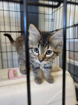Monique -  Domestic Short Hair Cat for Adoption in Detroit Lakes, Minnesota - Monique | PetCurious