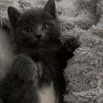 Elsa -  Domestic Short Hair Cat for Adoption in Granville, Ohio - Elsa | PetCurious