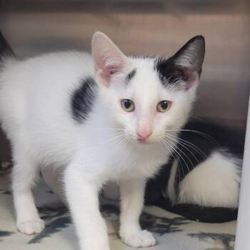 Mochi -  Domestic Short Hair Cat for Adoption in Milan, Illinois - Mochi | PetCurious
