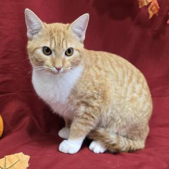 Wasabi -  Domestic Short Hair Cat for Adoption in Payson, Arizona - Wasabi | PetCurious