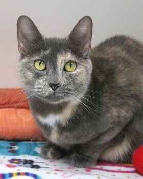 Rescue Domestic Short Hair Cats for Adoption in Fishers, Indiana - Midnight (at Smitten Kitten) | PetCurious