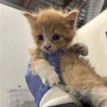 Current -  Domestic Long Hair Cat for Adoption in Park City, Utah - Current | PetCurious