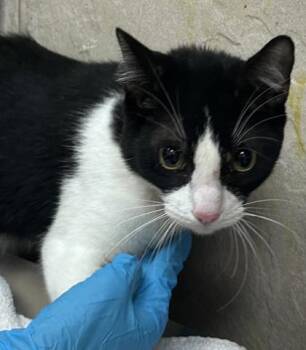 Twilight -  Domestic Short Hair Cat for Adoption in Honolulu, Hawaii - Twilight | PetCurious