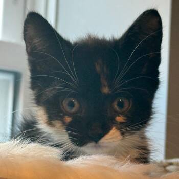 Domestic Short Hair Cats Available for Adoption - Cadbury 2 | PetCurious