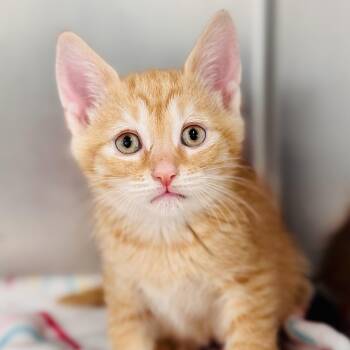 Domestic Short Hair Cats Available for Adoption in Jackson Township, New Jersey - Blaze  | PetCurious