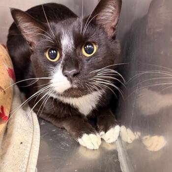Chicken -  Domestic Short Hair Cat for Adoption in Corydon, Indiana - Chicken | PetCurious