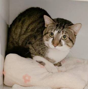 Domestic Short Hair Cats Available for Adoption in Canfield, Ohio - SCRAPPY | PetCurious