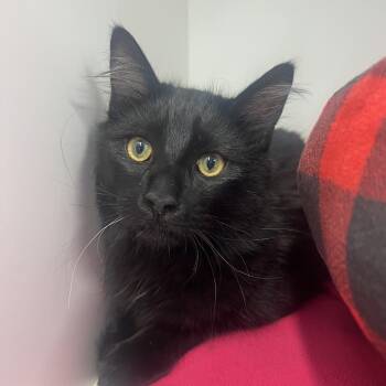 Domestic Medium Hair Cats Available for Adoption - Cosmo | PetCurious