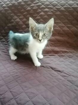 Sally -  Domestic Short Hair and Tabby Cat for Adoption in San Diego, California - Sally | PetCurious