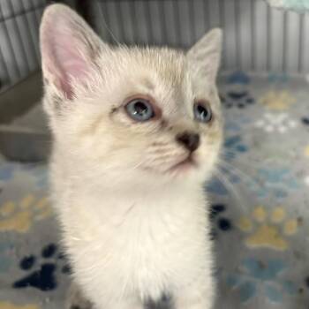 Dahlia (26-5138) -  Domestic Short Hair Cat for Adoption in Fort Smith, Arkansas - Dahlia (26-5138) | PetCurious