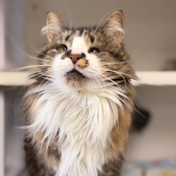 Marilyn -  Domestic Long Hair Cat for Adoption in Duncan, Oklahoma - Marilyn | PetCurious