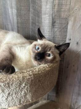 Siamese Cats Available for Adoption - Inferno ( BC) | PetCurious
