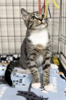 Tabby and Domestic Short Hair Cats Available for Adoption in Walnut Creek, California - Turner | PetCurious