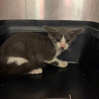 Booger -  Domestic Short Hair Cat for Adoption in Chattanooga, Tennessee - Booger | PetCurious