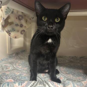 Ally -  Domestic Short Hair Cat for Adoption in Watertown, New York - Ally | PetCurious