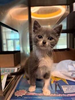 LENA -  Domestic Short Hair Cat for Adoption in Baytown, Texas - LENA | PetCurious