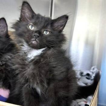 Deere -  Domestic Short Hair Cat for Adoption - Deere | PetCurious
