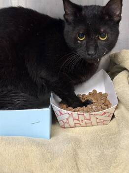 Domestic Short Hair Cats Available for Adoption in Pasadena, Texas - A184850 | PetCurious