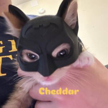 Domestic Short Hair Cats Available for Adoption in Lynchburg, Virginia - Cheddar | PetCurious