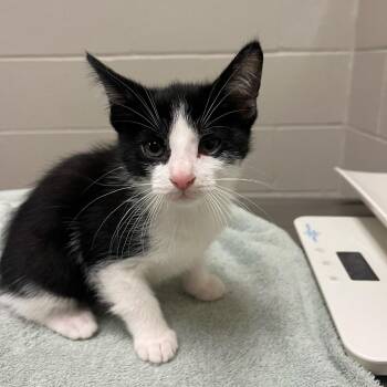 Josiah -  Domestic Short Hair Cat for Adoption in Bristol, Indiana - Josiah | PetCurious