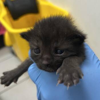 Flynn -  Domestic Short Hair Cat for Adoption in Newark, New Jersey - Flynn | PetCurious
