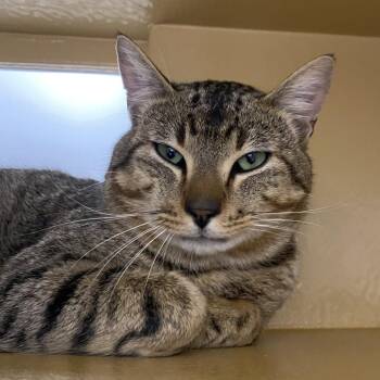 Domestic Short Hair Cats Available for Adoption in Spokane, Washington - Sheldon | PetCurious