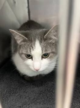 Taffy -  Domestic Short Hair Cat for Adoption in Fishers, Indiana - Taffy | PetCurious