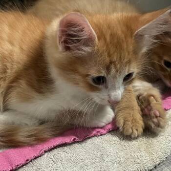 Domestic Short Hair Cats Available for Adoption in Austin, Texas - Awesome Pawsome 22 | PetCurious