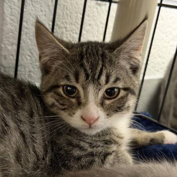 Noir -  Domestic Short Hair Cat for Adoption in Hampton Bays, New York - Noir | PetCurious