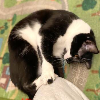 Domestic Short Hair Cats Available for Adoption - Bubbles | PetCurious