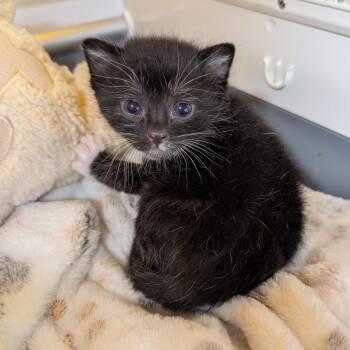 River -  Domestic Short Hair Cat for Adoption in Indianapolis, Indiana - River | PetCurious