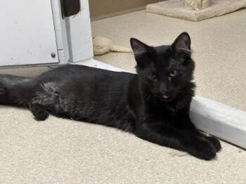 Lord Whimsey -  Domestic Long Hair Cat for Adoption in Morgan Hill, California - Lord Whimsey | PetCurious