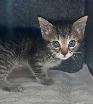 Baby Mittens -  Domestic Short Hair Cat for Adoption in Nashville, Tennessee - Baby Mittens | PetCurious