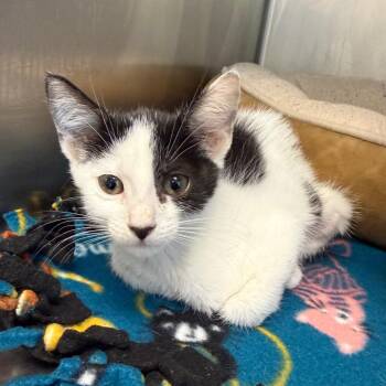 Gingersnap -  Domestic Short Hair Cat for Adoption in West Palm Beach, Florida - Gingersnap | PetCurious