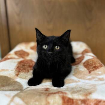 Spider--In Foster -  Domestic Short Hair Cat for Adoption in Fargo, North Dakota - Spider--In Foster | PetCurious