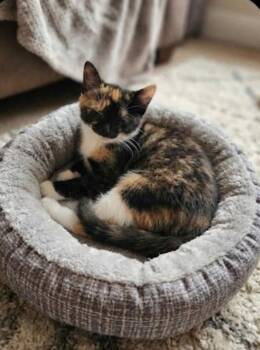 Felicity -  Domestic Short Hair Cat for Adoption in East Brunswick, New Jersey - Felicity | PetCurious