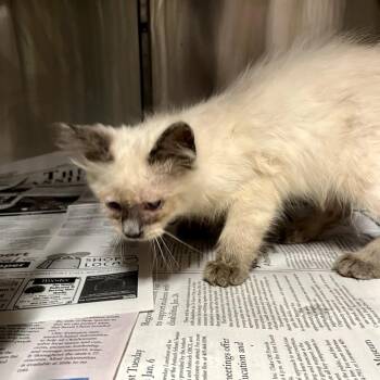 Domestic Long Hair Cats Available for Adoption in Pauls Valley, Oklahoma - Strata | PetCurious