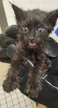 FREEDOM -  Domestic Medium Hair Cat for Adoption in Dallas, Texas - FREEDOM | PetCurious