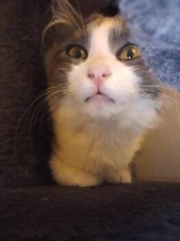 Maths: Hypotenuse (Hyp) - part of bonded pair -  Domestic Short Hair Cat for Adoption - Maths: Hypotenuse (Hyp) - Part Of Bonded Pair | PetCurious
