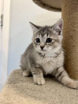 Naya -  Domestic Short Hair Cat for Adoption in Wakefield, Quebec - Naya | PetCurious