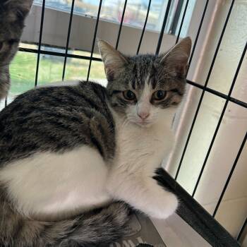 Rescue Domestic Short Hair Cats for Adoption in San Antonio, Texas - Madame President | PetCurious