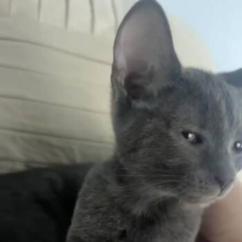Nesta -  Domestic Short Hair Cat Available for Adoption - Nesta | PetCurious
