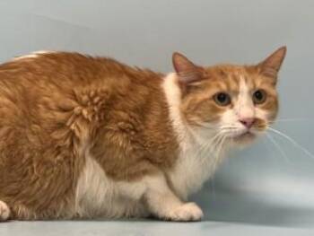 Milo -  Domestic Short Hair Cat for Adoption in Golden Valley, Minnesota - Milo | PetCurious