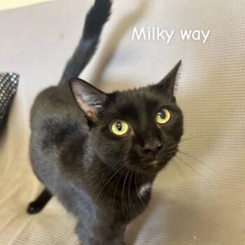 Domestic Short Hair Cats Available for Adoption in Buffalo, Minnesota - Milkyway *Meet Me At Eagan Petsmart* | PetCurious