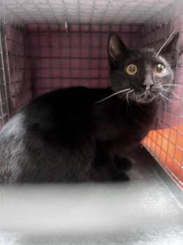 Rescue Domestic Short Hair Cats for Adoption in Alameda, California - ARIES | PetCurious